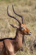 Male Impala - Okavango Delta in Botswana