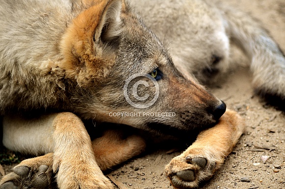 Grey Wolf Pup (Canis lupus)