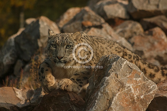 Snow Leopard Stalking On Rocks