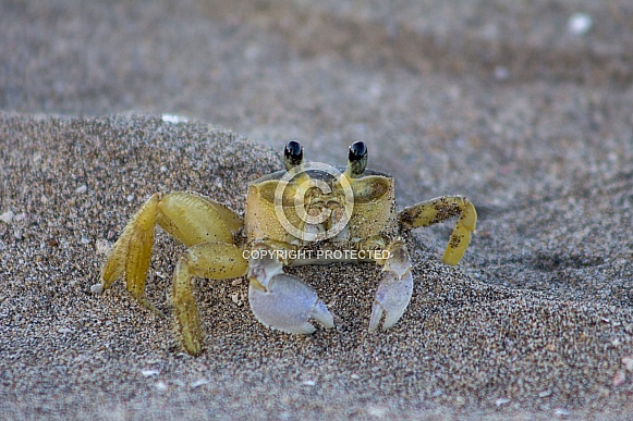 Wild Atlantic Ghost Crab