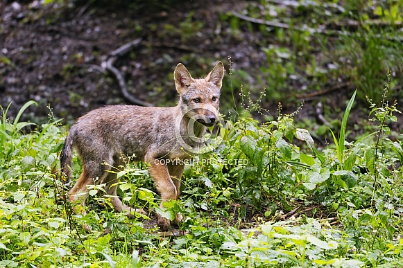 wolf pup walking in the vegetation