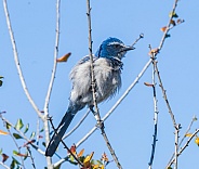 Florida Scrub Jay - Aphelocoma coerulescens - rare and critically endangered species. Federally protected. fluffy feathers perched on bare tree branch.