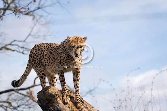 Cheetah high above
