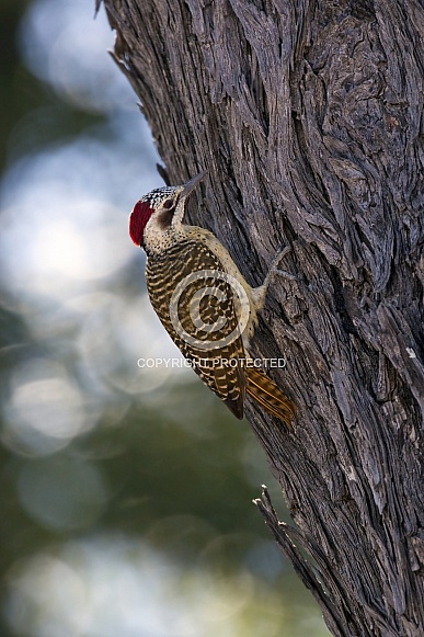 Bennet's Woodpecker - Okavango Delta - Botswana
