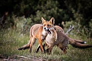 Young fox and parent