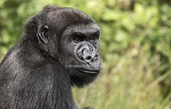 Western Lowland Gorilla Face Shot