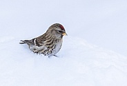 Common Female Redpoll in the Snow
