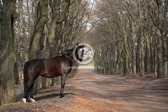 Dutch horse in forest