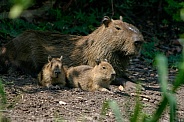 Family of wild Capybaras in Brazil