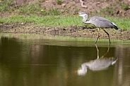 grey heron in the water