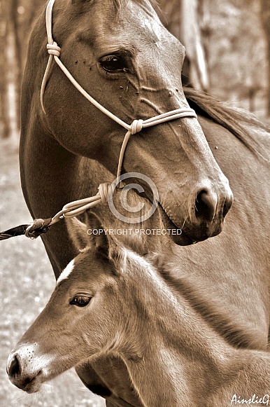 Australian Stock Horse Mare & Foal
