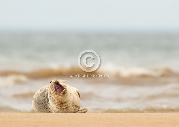 Young Common Seal