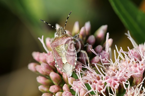 Heteroptera Bug