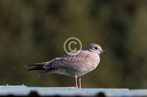 A Young Common or Mew Gull in Alaska