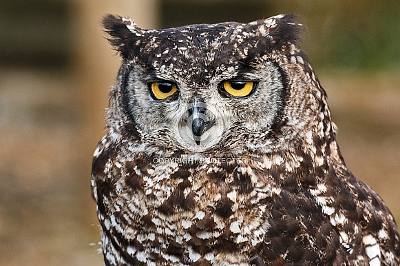 African Spotted Eagle Owl Face Shot