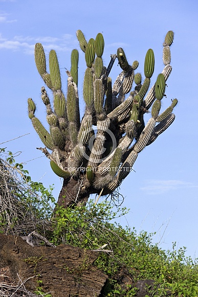 Candelabra Cactus - Galapagos Islands