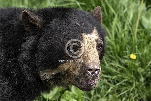 Spectacled Bear Face Shot Close Up