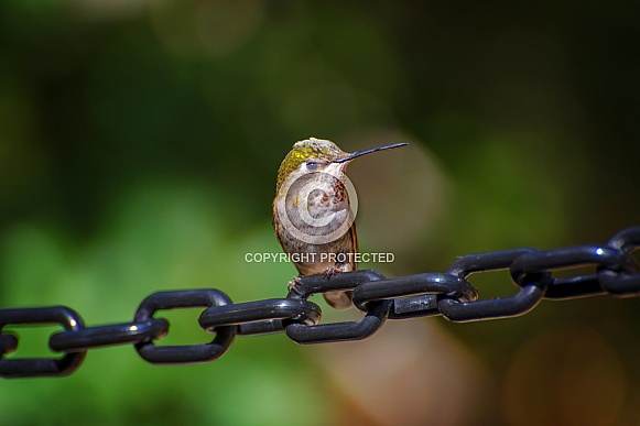 Hummingbird Breaks all Chains