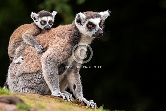 Ring Tailed Lemur Full Body Mother with Baby