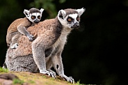 Ring Tailed Lemur Full Body Mother with Baby