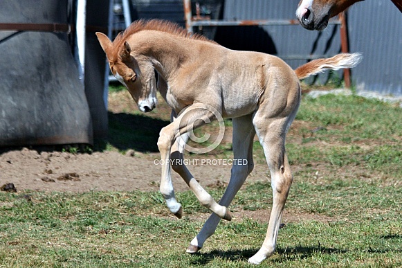 Paint Foal in Action