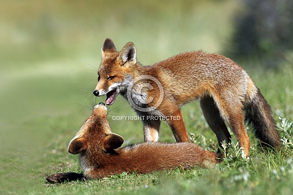 Juvenile Red Foxes