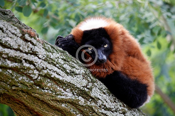 Red Lemur (Varecia rubra)