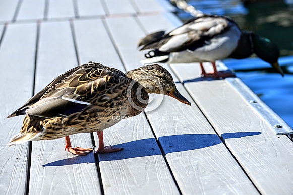 Female Mallard Duck Standing on Pier