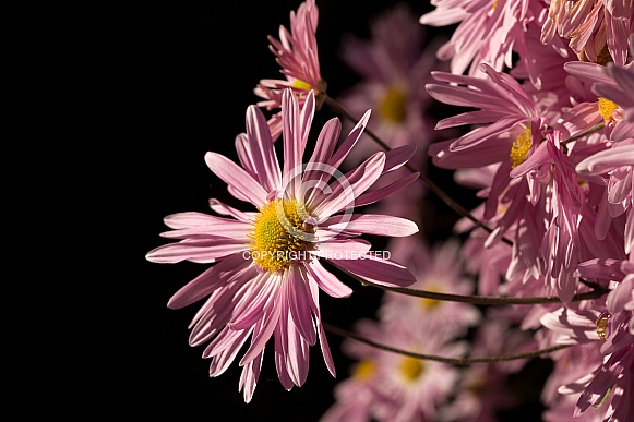 Pink Chrysanthemums