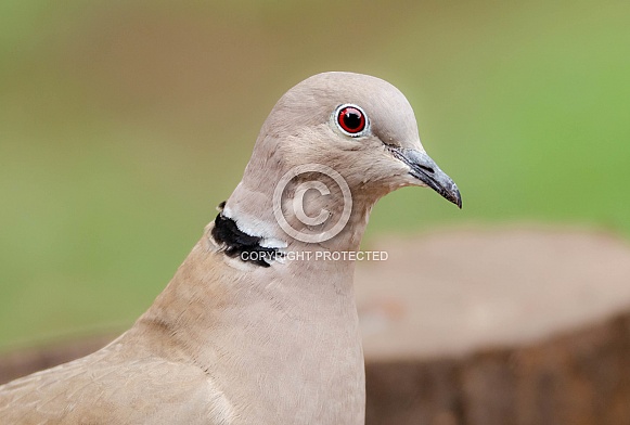Collared Dove portrait