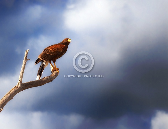 Harris Hawk on Branch with Cloudy Sky