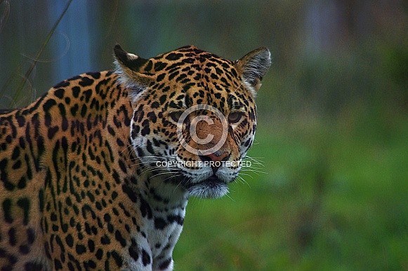 Jaguar Close Up