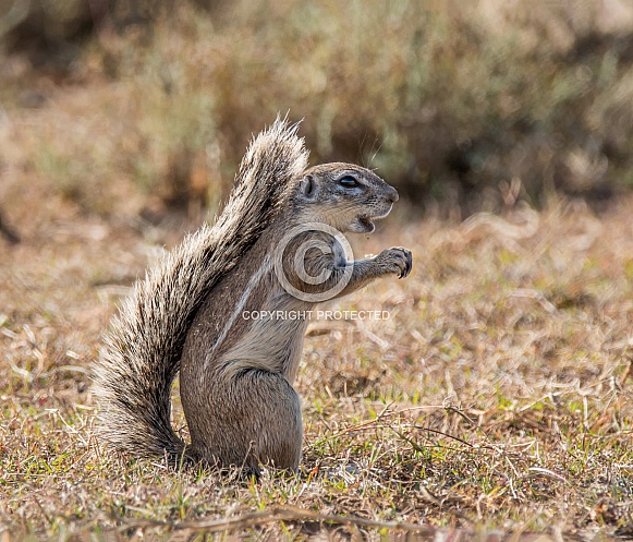 African Ground Squirrel