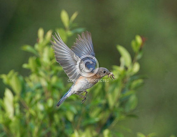 female Eastern Bluebird (Sialia sialis) flying with brown field cricket in her mouth