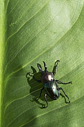 Rainbow Stag Beetle.