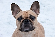 Fawn French Bulldog Face Shot