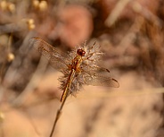 Small Scarlet Dragonfly