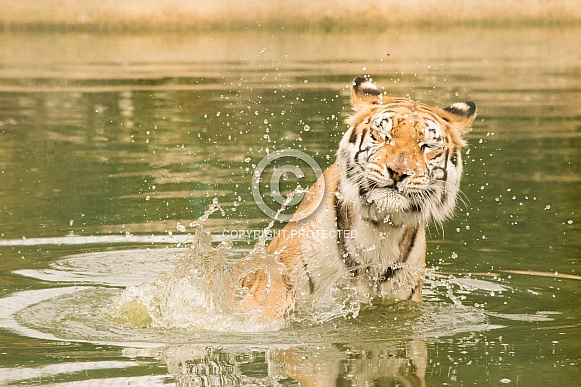Splash! Indian Tiger