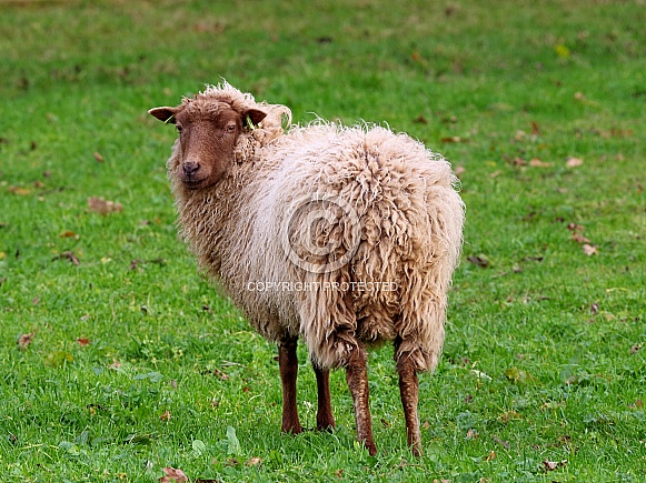Skudde sheep