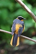 Snowy-Crowned Robin-Chat
