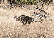 Meleagris gallopavo, wild turkey