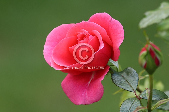 Pink rose (rosa)