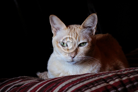 Burmese cat sitting on a pillow