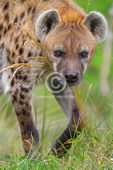 Spotted hyena walking in grass