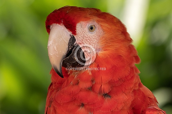 Scarlet Macaw Face Shot Close Up