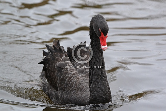 Black Swan swimming at Martin Mere