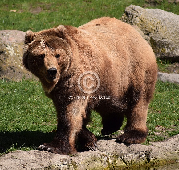 Female Kamtschatka Brown Bear