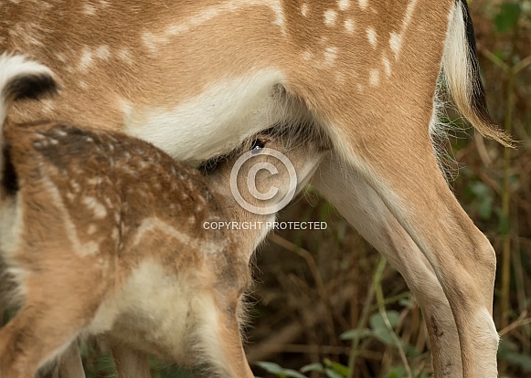 Close Up of Fallow Deer Fawn Suckling
