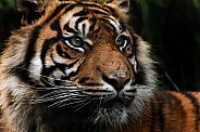 Sumatran tiger Close Up