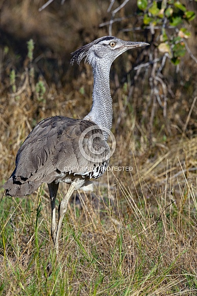 Kori Bustard (Ardeotis kori) Botswana